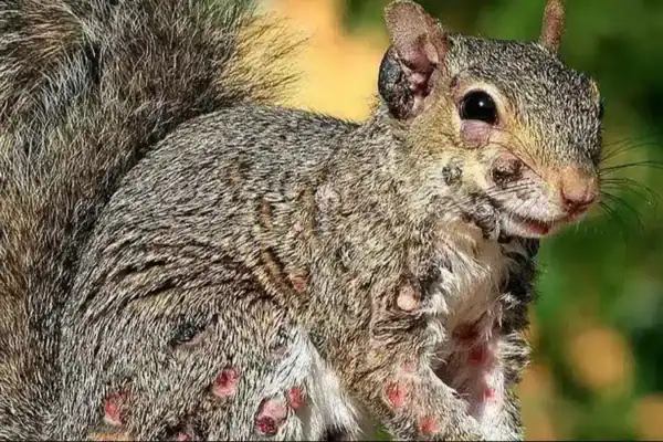 Esquilos “zumbis” assustam moradores e especialistas emitem alerta