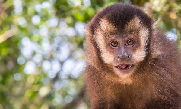 Macaca-prego é diagnosticada com condição rara em hospital veterinário e acende alerta