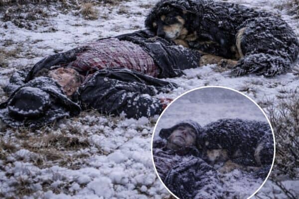 Amigo fiel: Cachorro permanece ao lado do dono morto por 23 dias no frio