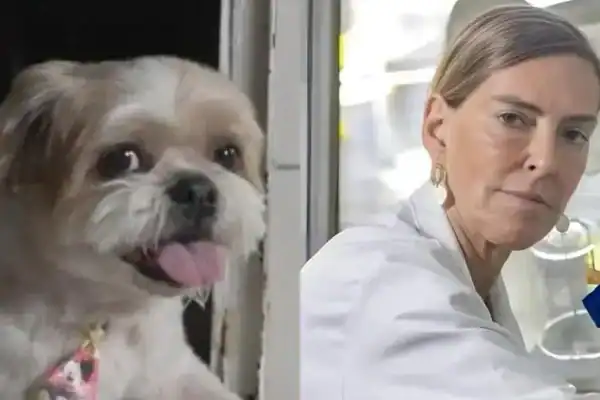 Tratamento criado por Tatiana Sampaio devolve movimentos a cães paralíticos em estudo da UFRJ