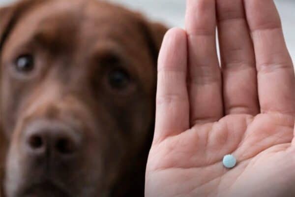 Milhares de cães já testam a primeira pílula para prolongar a vida: “Poderiam ganhar o equivalente a 24 anos humanos”