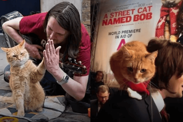 Homem gasta um último dinheiro para salvar um gato de rua e o destino o recompensa em milhões