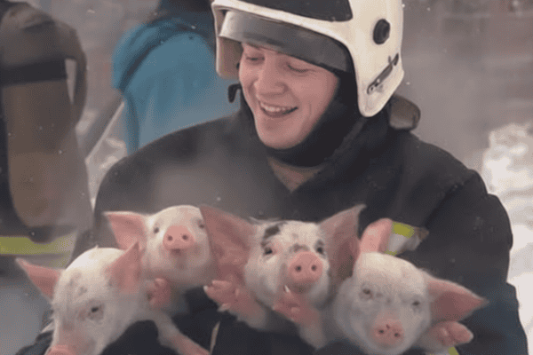 Bombeiros de Wiltshire recebem linguiças feitas com leitões salvos de incêndio em 2017