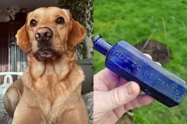 Cão escava buraco no quintal e revela segredo de crime de 160 anos