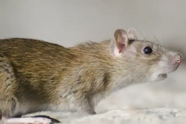 Clonagem repetida de ratos acumula mutações graves, aponta estudo