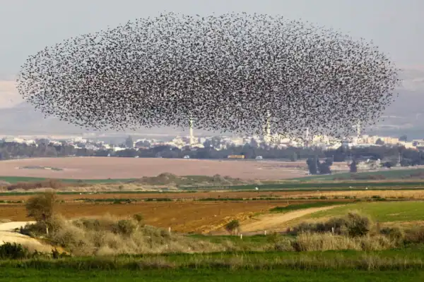 ‘Presságio da desgraça’ em Tel Aviv já havia sido registrado anteriormente; relembre