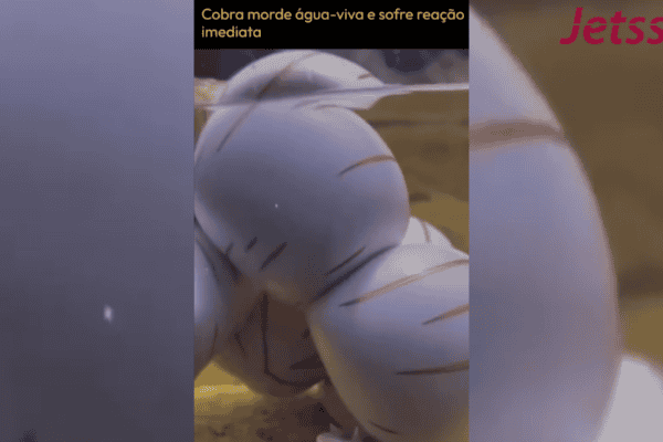 Cobra morde água-viva e sofre reação imediata