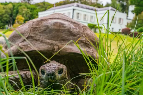Tartaruga Jonathan teria morrido? Entenda a polêmica do animal de 193 anos