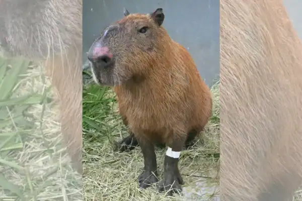 MPRJ apresenta denúncia contra agressores que espancaram capivara com pedaços de pau