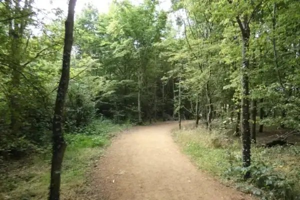 Crânio humano é encontrado pendurado em árvore em Brooke Wood e intriga autoridades