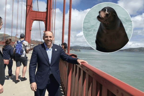 Homem pula da ponte, quebra coluna, mas leão-marinho salva sua vida