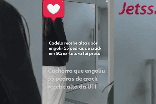 Cadela recebe alta após engolir 55 pedras de crack em SC; ex-tutora foi presa