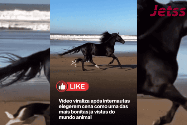 Vídeo viraliza após internautas elegerem cena como uma das mais bonitas já vistas do mundo animal
