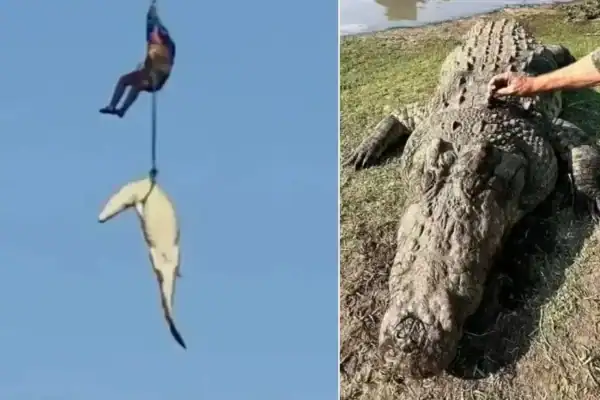 Crocodilo que engoliu o empresário Gabriel Batista em enchente é abatido