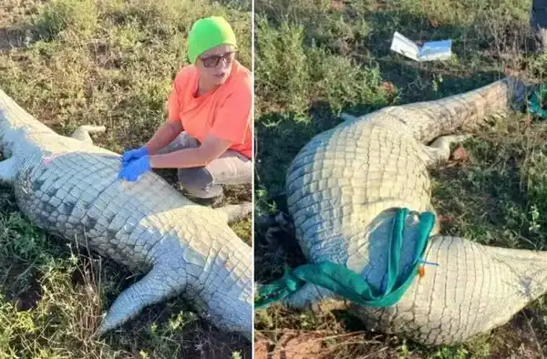 Tamanho do crocodilo que devorou empresário impressiona pelas dimensões