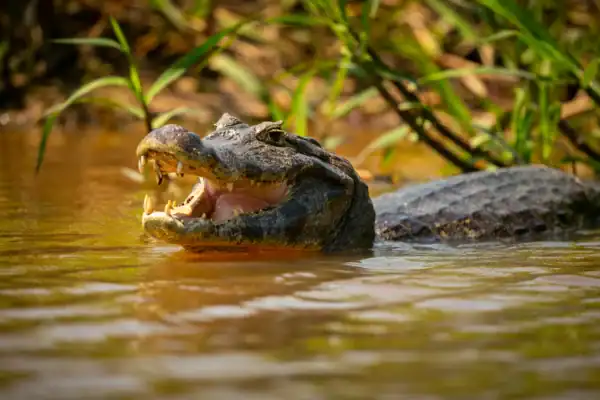Polícia localiza crocodilo responsável por devorar empresário após dias de buscas