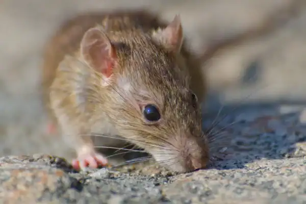 ‘Vírus do rato’: especialista explica se hantavírus pode dar origem a nova pandemia