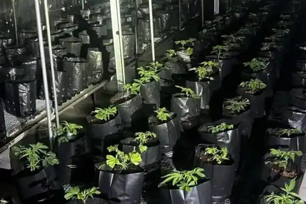 Mega plantação de maconha é descoberta em prédio pela polícia em SP