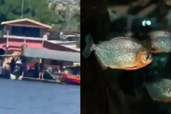 Homem é devorado por piranhas após afogamento em rio de Iranduba