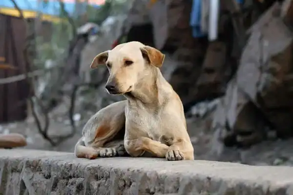 Polícia apura denúncia de comercialização de carne de cachorro em Quirinópolis