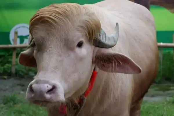 Búfalo famoso por semelhança com Trump terá destino chocante