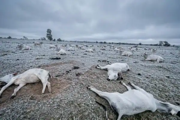 Frio intenso provoca morte de 83 bovinos em fazendas de Mato Grosso do Sul