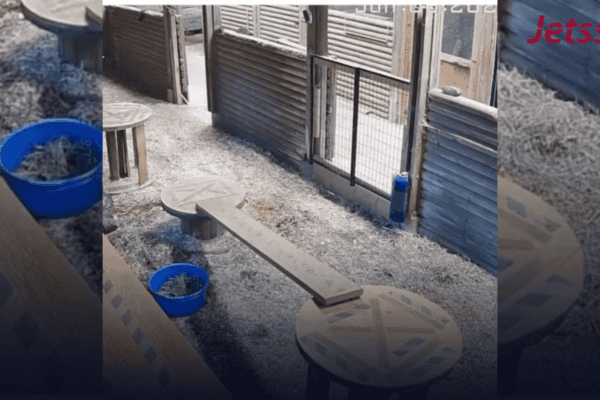 Mulher chuta onça para salvar cabra e impede ataque fatal