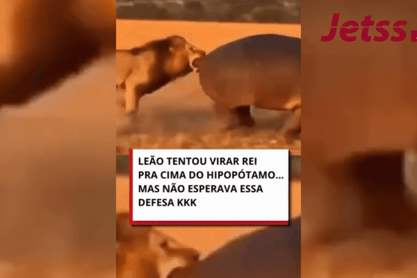Leão tentou virar rei pra cima do hipopótamo, mas não esperava essa defesa