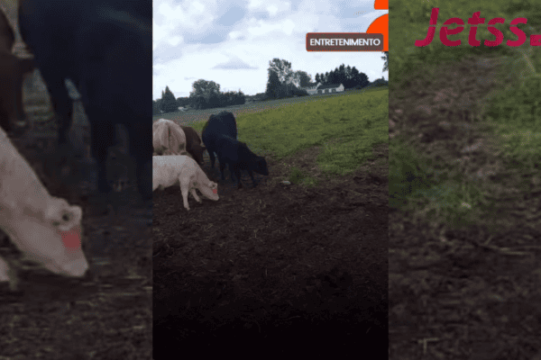 Bezerro leva susto após tartaruga tentar mordê-lo