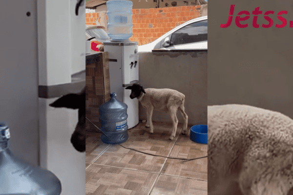 Cabrito aprende sozinho a usar o bebedouro e surpreende o dono