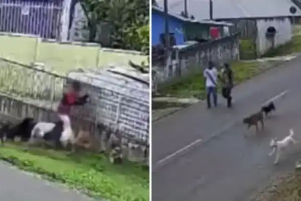 Menino de 11 anos atacado por nove cães enquanto adultos apenas assistem