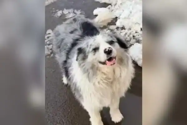 Tragédia! Cão com 1,5 milhão de seguidores é sequestrado e servido como refeição em restaurante