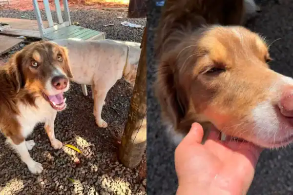 Polícia investiga morte de Odim, cão comunitário de Caiuá