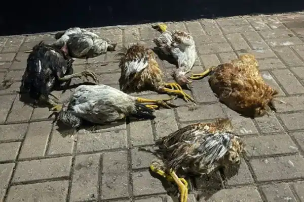 Homem mata adolescente por suposto furto de galinhas e se esconde de forma surpreendente