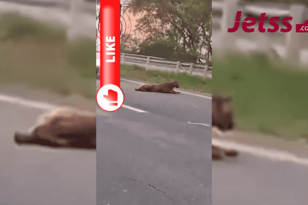 Homem puxa onça pelo rabo no meio de rodovia em Piracicaba