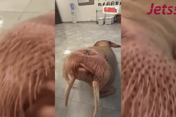 Ele pode até fingir preguiça, mas basta a cuidadora chegar para a diversão começar