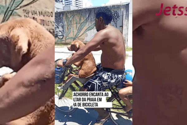 Cachorro encanta ao voltar da praia em cadeirinha de bicicleta