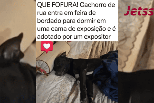 Cachorro de rua entra em feira para dormir em uma cama de exposição e é adotado por um expositor