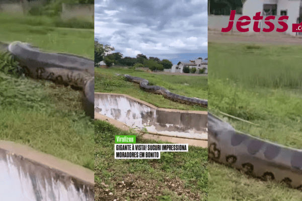 Gigante à vista! Sucuri impressiona moradores em Bonito