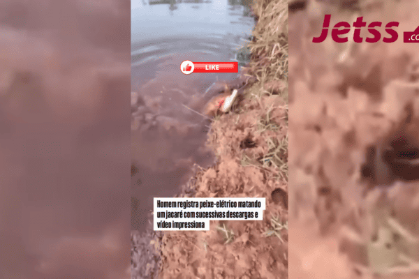 Homem registra peixe-elétrico matando um jacaré com sucessivas descargas e vídeo impressiona