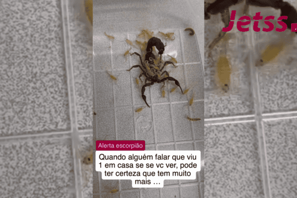 Imagens de escorpião com dezenas de filhotes impressionam e acendem alerta na web