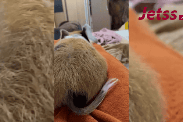 Porquinho rosna e “late” após ser acordado por cachorra