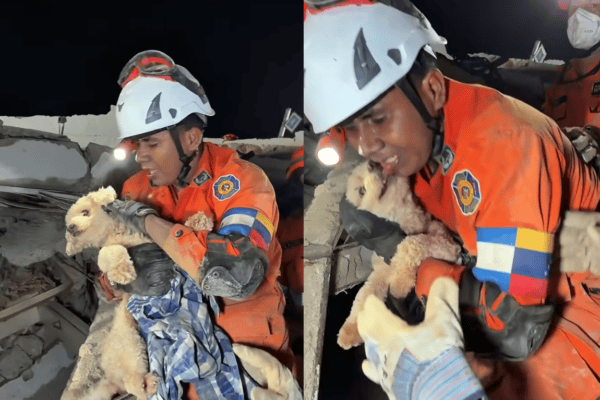 Cachorrinha passa dias em cima dos escombros esperando o dono até que um milagre acontece