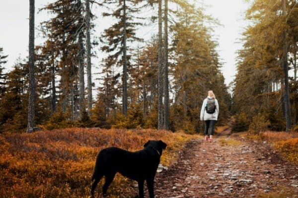 A que distância os animais conseguem sentir seu cheiro?