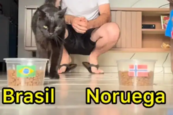 Gato vidente que previu resultados da Copa faz nova aposta para Brasil x Noruega