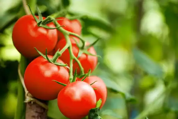 Ter sementes de tomate em casa pode ser um verdadeiro tesouro