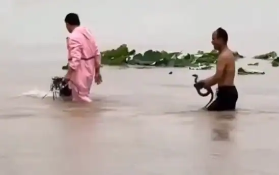Cidade chinesa invadida por centenas de cobras venenosas após inundação