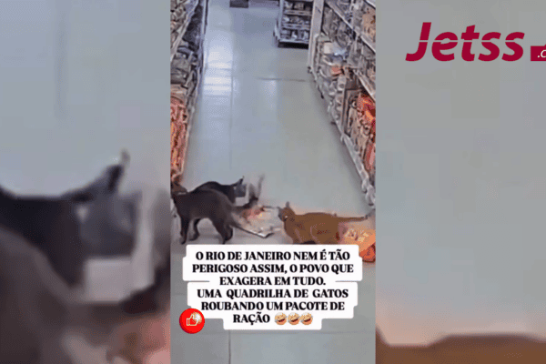 Quadrilha de gatos viraliza após roubar um pacote de ração