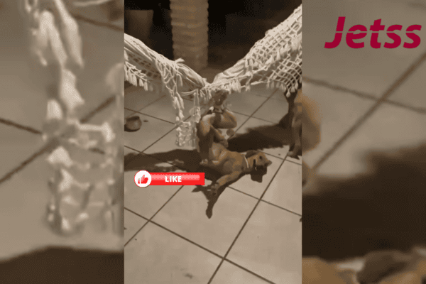 Cachorrinha ‘Cajuína’ viraliza após aparecer enroscada em rede em Parnaíba