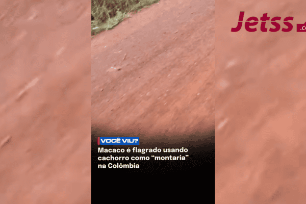 Macaco é flagrado usando cachorro como “montaria” na Colômbia